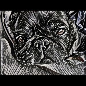 Meet your Posher, Grayson